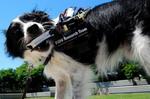 l-inventeur-des-google-glass-veut-faire-parler-les-chiens